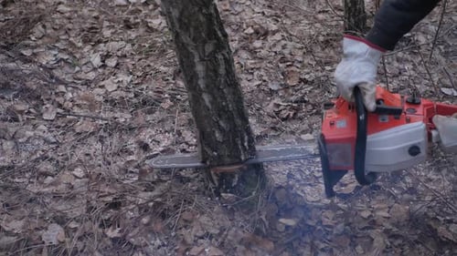 Man Cuts Tree With Chainsaw in Forest