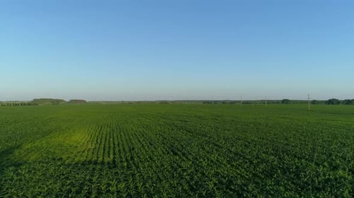 Aerial View Over a Green Corn Field Drone Flies Over Agricultural Cornfield