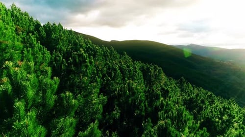 Forest Nature Scene