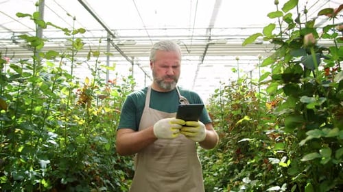 Rose Grower Inspecting Plants Using Tablet in Greenhouse