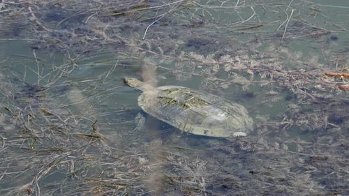 Une tortue mange des plantes d'eau douce moussues dans un lac marécageux aux eaux troubles