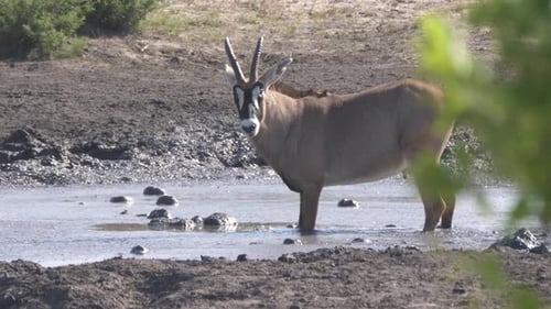 Roan Antelope drinking from a waterhole
