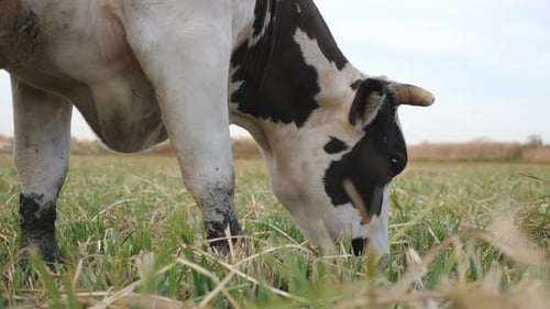 Close Up Head of Cow Eating Fresh Green Grass at Lawn. Animal Grazing at Meadow. Cattle on Pasture