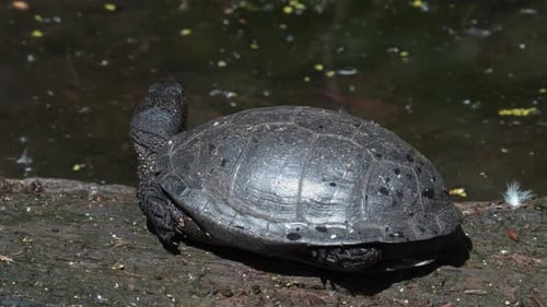 Eine faule Schildkröte liegt auf einem Baumstamm und sonnt sich.