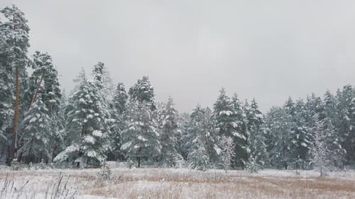 Beautiful Winter Landscape. Fresh White Snow in Winter Forest. Panoramic Video
