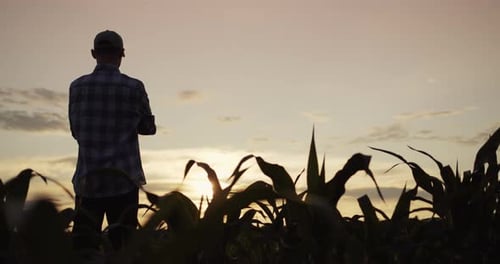 The Silhouette of a Farmer's Man Standing in a Field of Corn Looks Forward to the Sunset