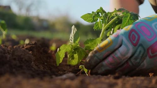 Woman Planting Tomato Seedlings in the Vegetable Garden Closeup