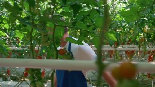 Tomato Farmer Inspecting Greenhouse Crop on Bright Day