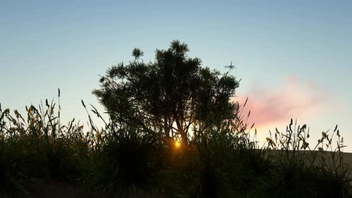 Golden Sunrise Behind Silhouette Tree in Natural Landscape