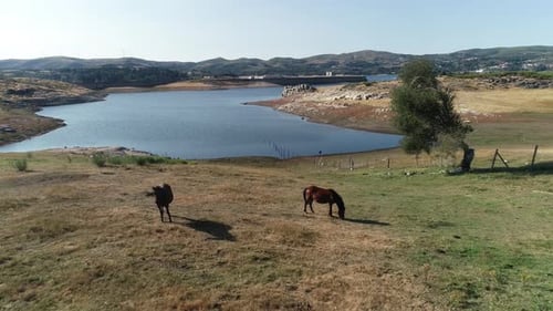 Horses in the Ranch