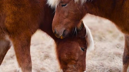 Portraits of an Icelandic Brown Horses Closeup Icelandic Stallion Posing in a Field Surrounded By