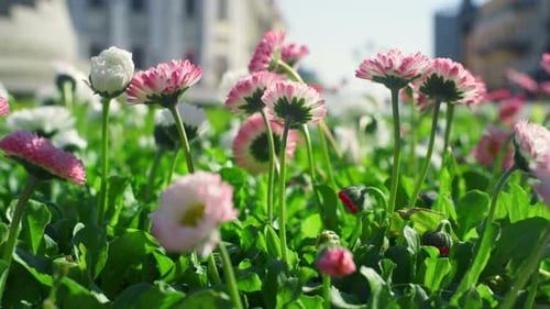 Pink Flowers Growing Garden in City Nature