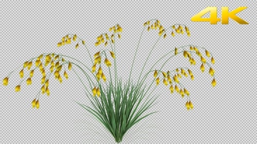 Animated Growth of Ornamental Grass with Yellow Flowers