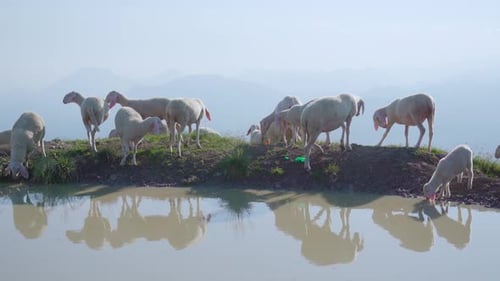 Un grupo de ovejas frente a un pozo de agua en las montañas
