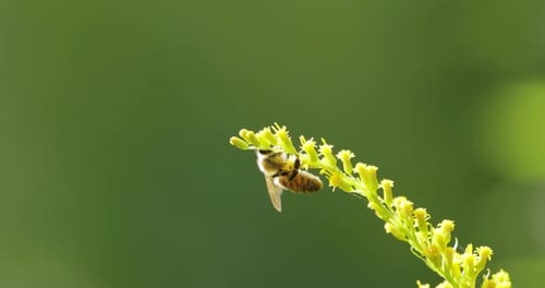 Bee Pollinating and Collects Nectar From the Flower of the Plant