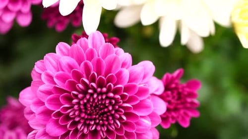 Colorful Chrysanthemum Flowers Blooming in Spring Garden