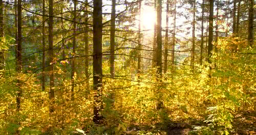Beautiful Sun Flare of Setting Sun in Pine Forest Early Autumn