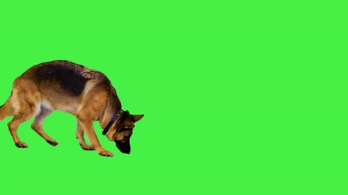 Berger allemand marchant et reniflant sur un écran vert Chroma Key