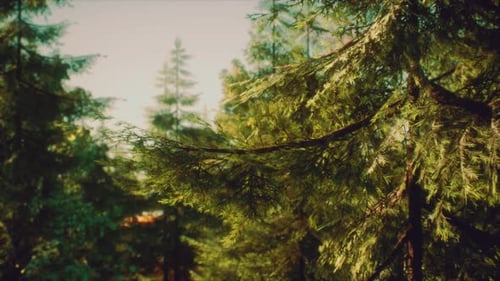 Green Cone Trees in Bright Sun Light