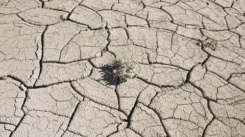 Rotating around single plant growing up through dry cracked mud