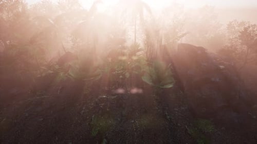 Unglaublicher Blick auf den tropischen grünen Wald mit Sonneneruption am Morgen.