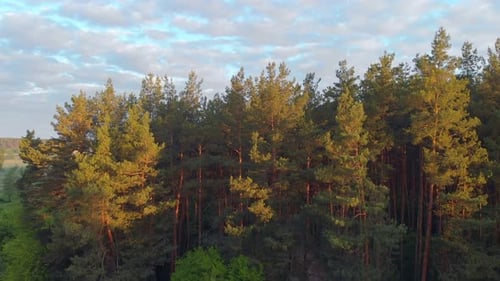 Balloon Over The Forest