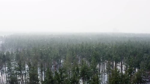 Drone Video of a Snowy Winter Forest