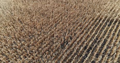 Aerial Landscape View Dried Corn Field Autumn