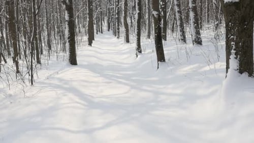 Beautiful clean white snow and tree alley slow motion 1920X1080 FullHD video - Frozen nature and f