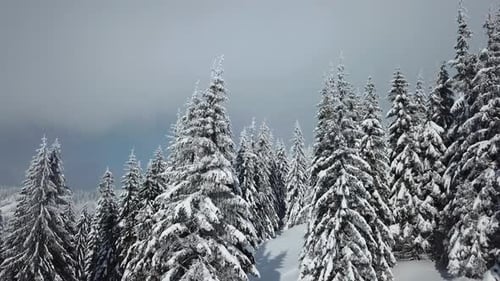 Flying up near pine trees, Aerial drone view of winter forest, Covered with snow