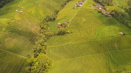 Landschaft mit Reisterrassenfeld Bali, Indonesien