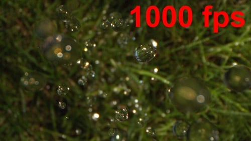 Water Droplets on Green Grass Blades
