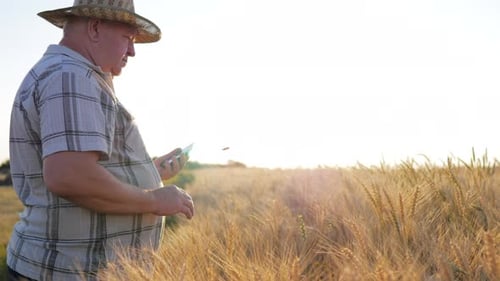Senior Farmer Agronomist with Digital Tablet Computer in Wheat Field Using Apps and Internet