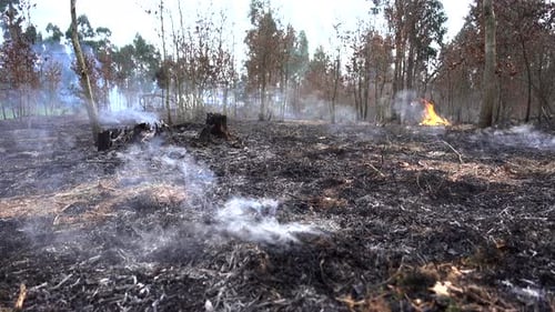 Forest Fire