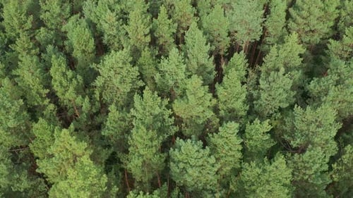 Rotation Aerial Pine Forest Top View