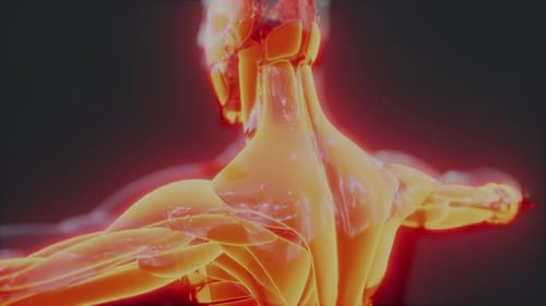 3D Glowing Human Anatomy Scan of Muscles and Skeleton