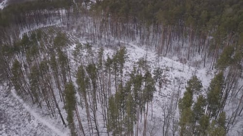 Tierra congelada en el bosque