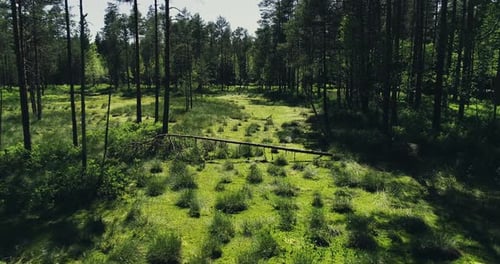 Tourbière verte et forêt