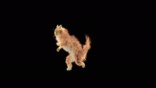 Katze Capoeira 4K
