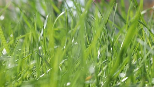 Green Summer Grass In The Yard