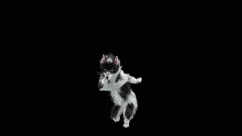 Katze HD