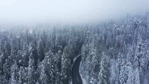 Cinematic Winter Aerial View Overlooking Road in Dense Snow Covered Pine Trees