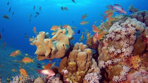 Underwater Beautiful Scene