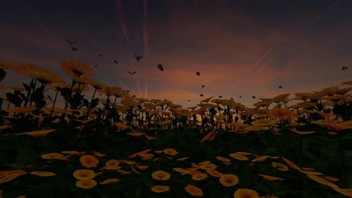 Beautiful Butterflies Fly Over a Daisy Field at Sunset