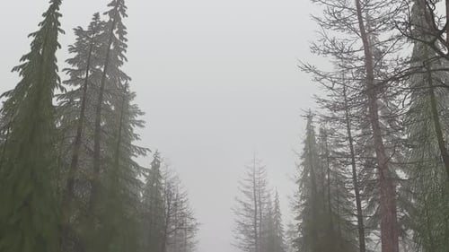 Flying Through Forest