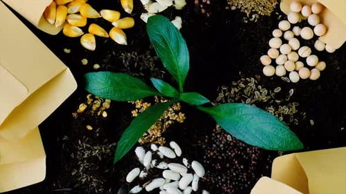 Seeds on the Soil for the Sowing Season