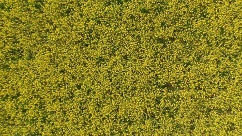 Drone Pull Away Shot Revealing the Large Field of Canola Farmlands