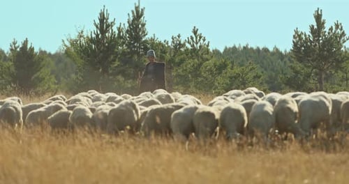 Mountain Shepherd in a Cloak Goes Around a Flock of Sheep a Pasture of Livestock