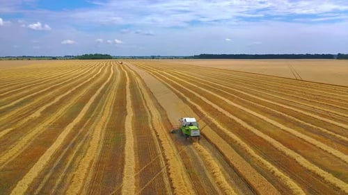 Kombinieren Sie die Ernte großer Felder. Landwirtschaftliche Maschinen sammeln goldenes Weizenfeld