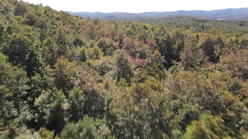 Fast Drone Forest Flying